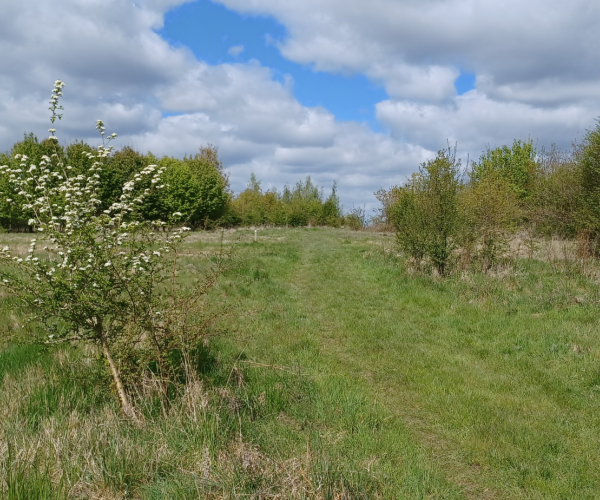 A view of the open area of Coxmere Wood on a sunny spring day